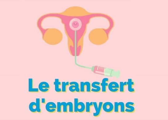 Jour 3 après le transfert d’embryon