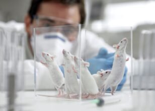 World first: Researchers completely remove HIV from mice