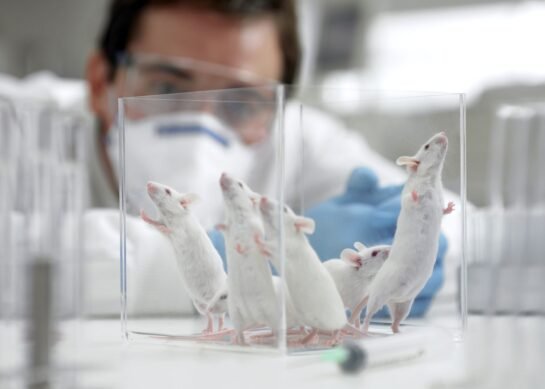 World first: Researchers completely remove HIV from mice