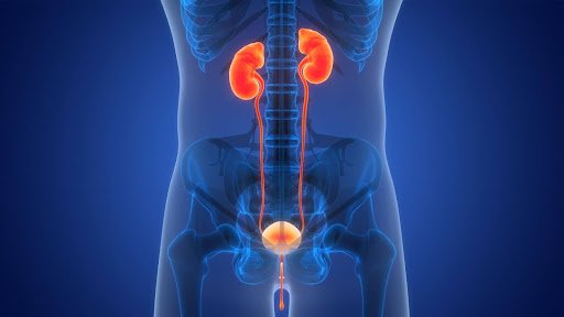 Urology & Kidney Transplant